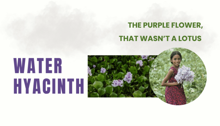 Water hyacinth blog cover featuring purple flowers, floating green leaves and a girl holding blooms, titled “The Purple Flower That Wasn’t a Lotus.”