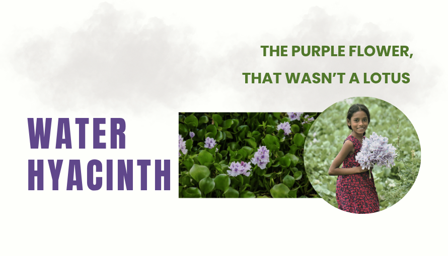 Water hyacinth blog cover featuring purple flowers, floating green leaves and a girl holding blooms, titled “The Purple Flower That Wasn’t a Lotus.”